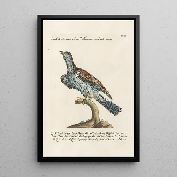 Ornithologie metodicamente disposto Pl069 - Saverio Manetti — quadro incorniciato alla parete