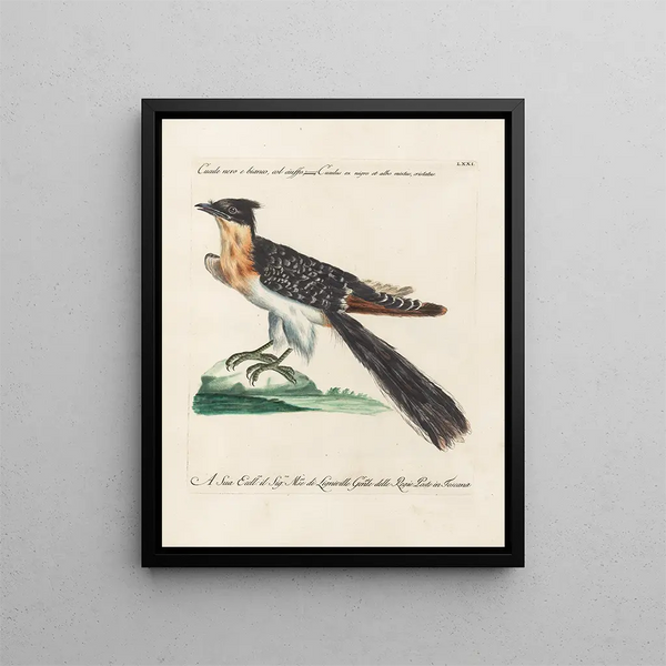 Ornithologie metodicamente digerito Pl071 - Saverio Manetti — quadro incorniciato alla parete