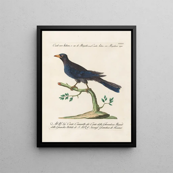 Ornithologie metodicamente digerito Pl072 - Saverio Manetti — quadro incorniciato alla parete