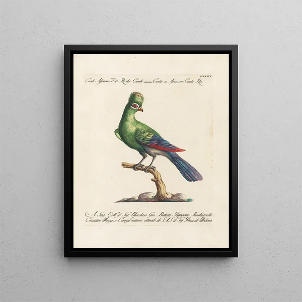 Ornithologie metodicamente digerito Pl073 - Saverio Manetti — quadro incorniciato alla parete