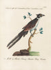 Ornithologie metodicamente digerito Pl074 - Saverio Manetti — vista dell’opera