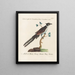 Ornithologie metodicamente digerito Pl074 - Saverio Manetti — quadro incorniciato alla parete