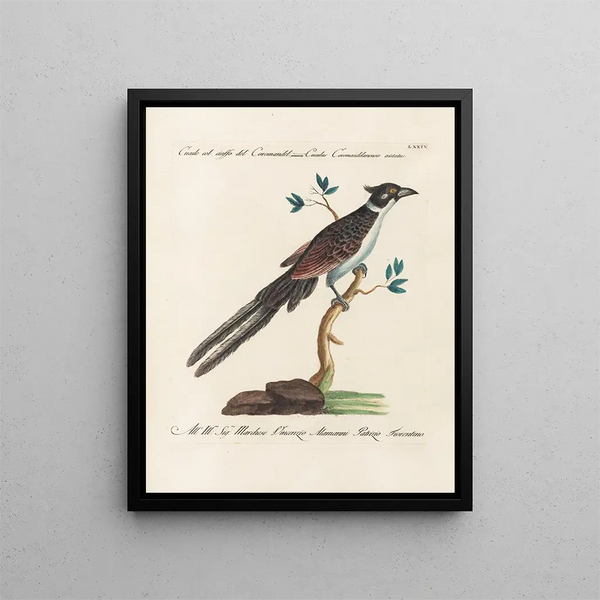 Ornithologie metodicamente digerito Pl074 - Saverio Manetti — quadro incorniciato alla parete