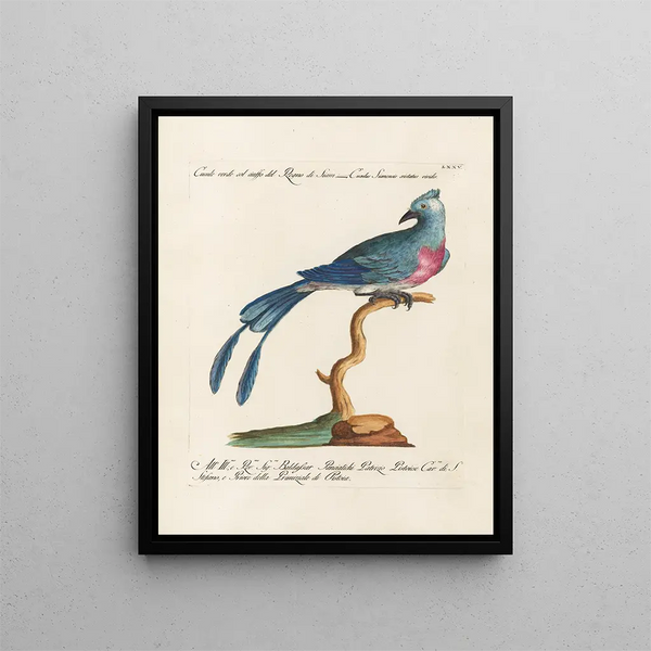 Ornithologie metodicamente digerito Pl075 - Saverio Manetti — quadro incorniciato alla parete