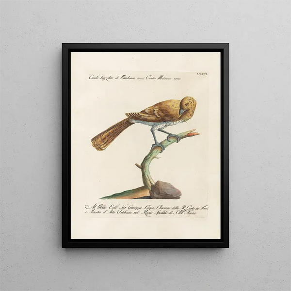 Ornithologie metodicamente digerito Pl076 - Saverio Manetti — quadro incorniciato alla parete