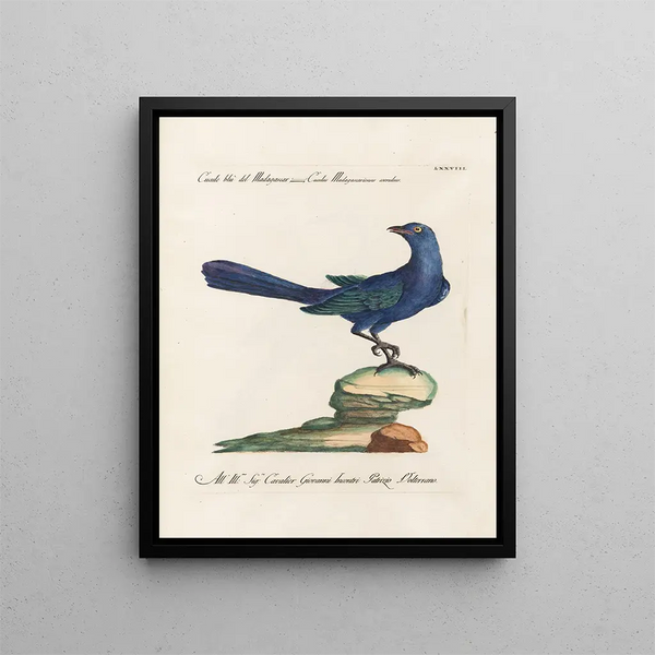 Ornithologie metodicamente digerita Pl078 - Saverio Manetti — quadro incorniciato alla parete