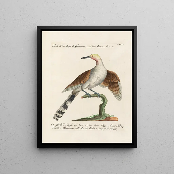 Saverio Manetti - Ornithologia methodice digesta Pl079.webp