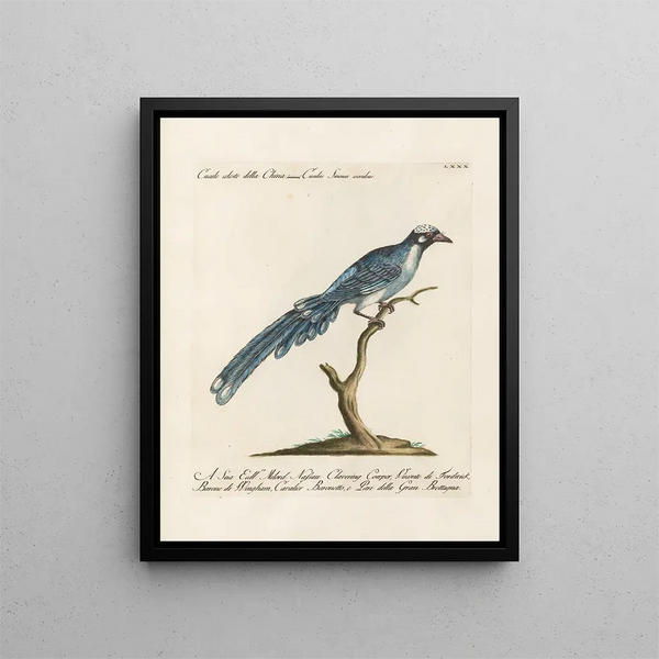 Ornithologie metodicamente digerito Pl080 - Saverio Manetti — quadro incorniciato alla parete