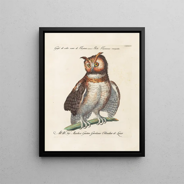 Saverio Manetti - Ornithologia methodice digesta Pl084.webp