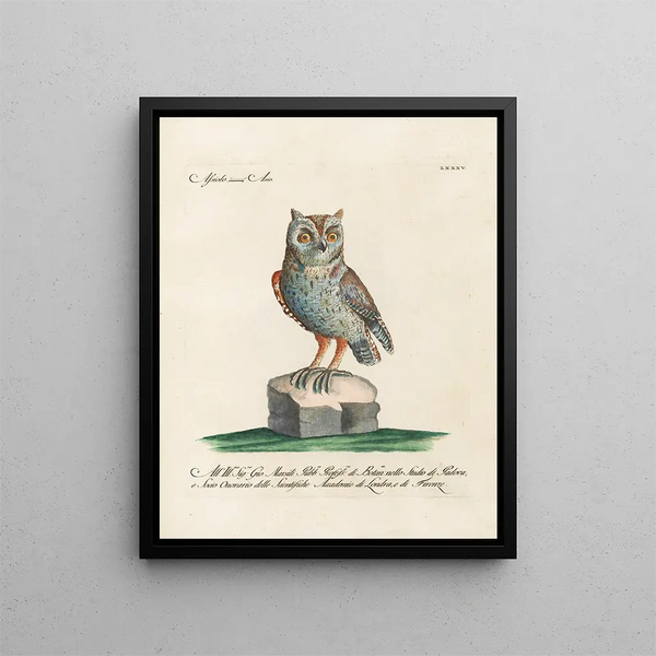 Ornithologie metodicamente digerito Pl085 - Saverio Manetti — quadro incorniciato alla parete