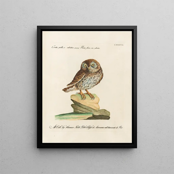 Ornithologie metodicamente digerito Pl087 - Saverio Manetti — quadro incorniciato alla parete
