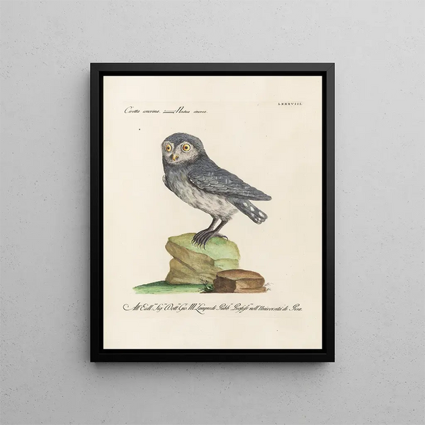 Saverio Manetti - Ornithologia methodice digesta Pl088.webp