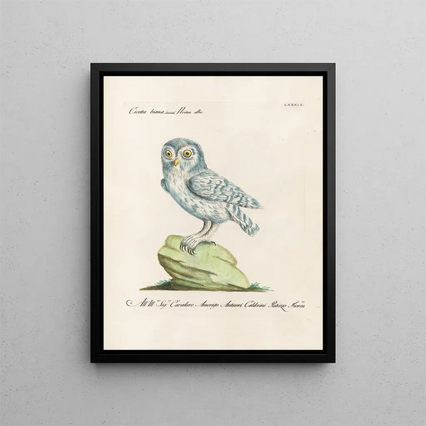 Ornithologie metodicamente digerito Pl089 - Saverio Manetti — quadro incorniciato alla parete