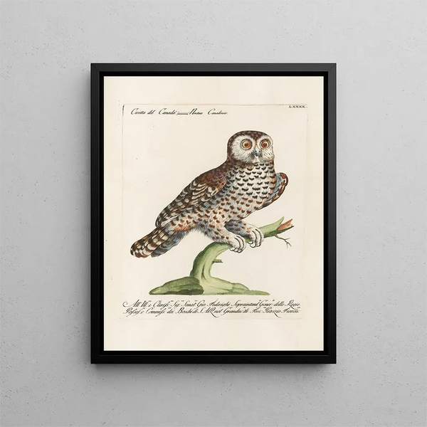 Ornithologie metodicamente digerito Pl090 - Saverio Manetti — quadro incorniciato alla parete