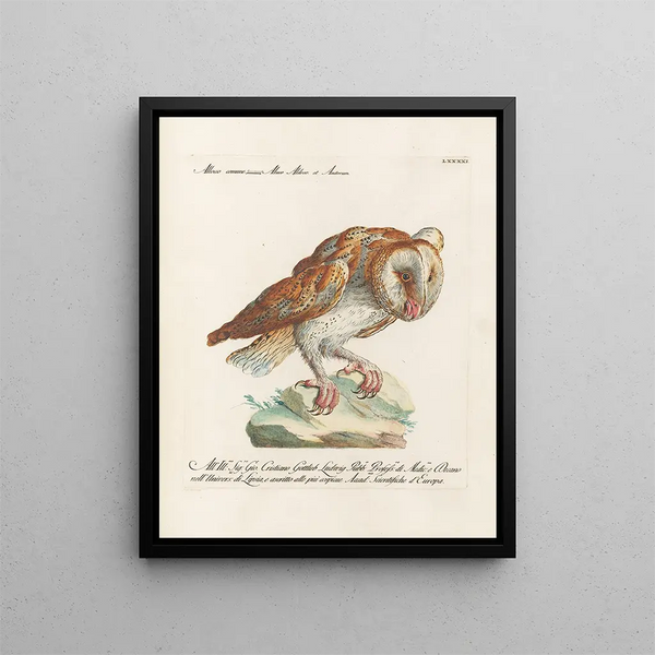 Ornithologie metodicamente digerito Pl091 - Saverio Manetti — quadro incorniciato alla parete