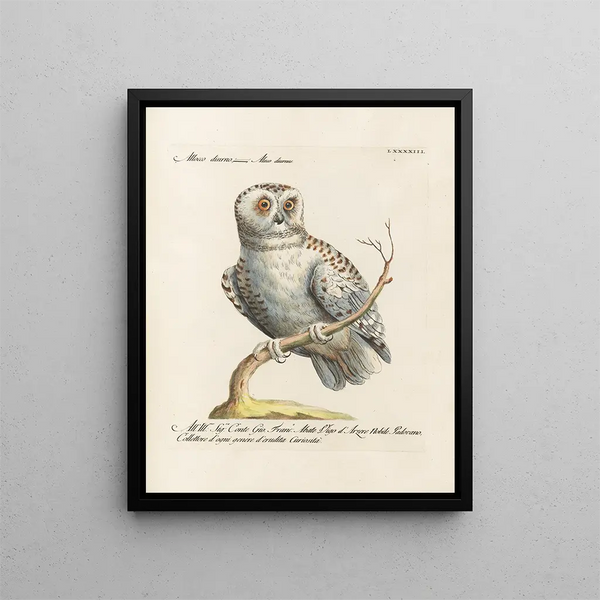 Ornithologie metodicamente digerito Pl093 - Saverio Manetti — quadro incorniciato alla parete