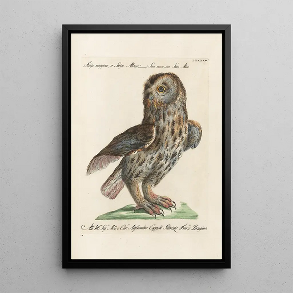 Ornithologie metodicamente disposto Pl094 - Saverio Manetti — quadro incorniciato alla parete