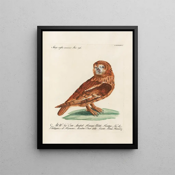 Ornithologie metodicamente digerito Pl096 - Saverio Manetti — quadro incorniciato alla parete