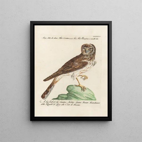 Ornithologie metodicamente digerita Pl097 - Saverio Manetti — quadro incorniciato alla parete