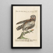 Ornithologie méthodiquement disposée Pl098 - Saverio Manetti — quadro incorniciato alla parete