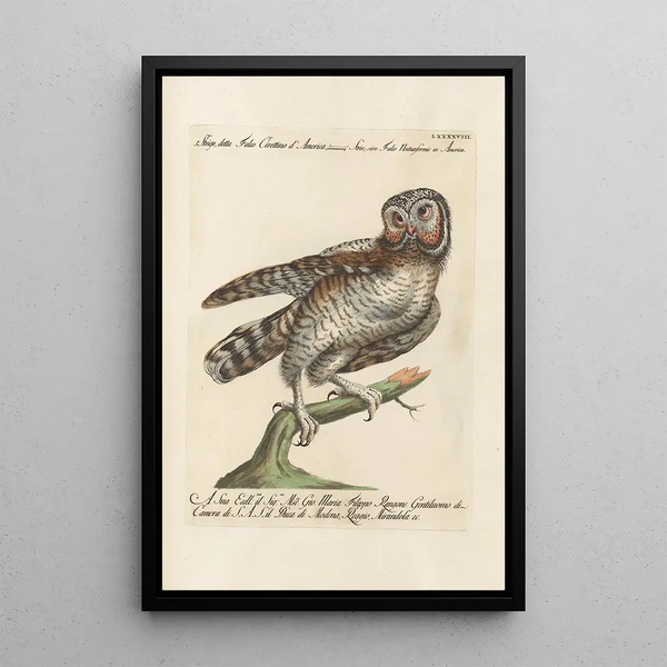 Ornithologie méthodiquement disposée Pl098 - Saverio Manetti — quadro incorniciato alla parete