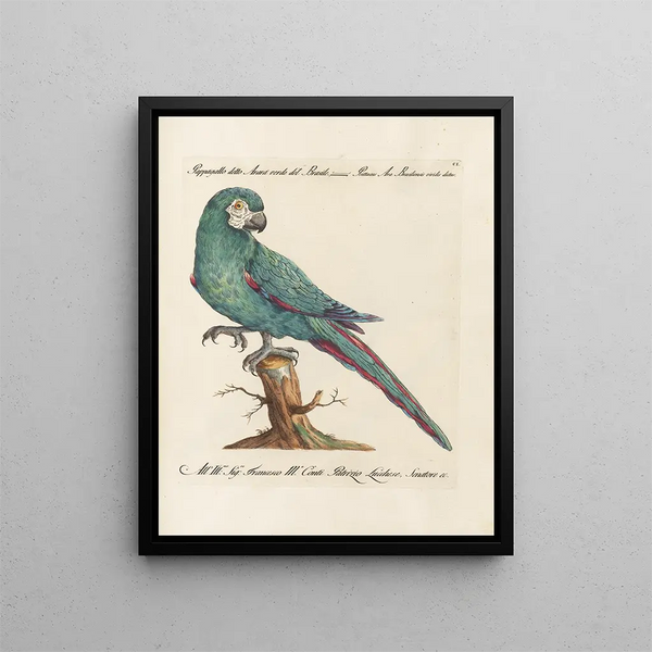 L'ornithologie metodicamente digerita Pl101 - Saverio Manetti — quadro incorniciato alla parete