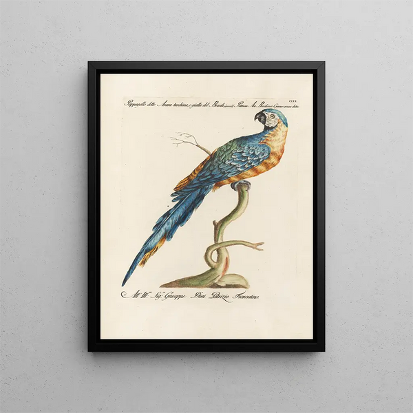 L'ornithologie metodicamente digerita Pl103 - Saverio Manetti — quadro incorniciato alla parete
