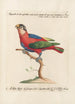 Ornithologie metodicamente disposto Pl105 - Saverio Manetti — vista dell’opera