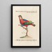 Ornithologie metodicamente disposto Pl105 - Saverio Manetti — quadro incorniciato alla parete