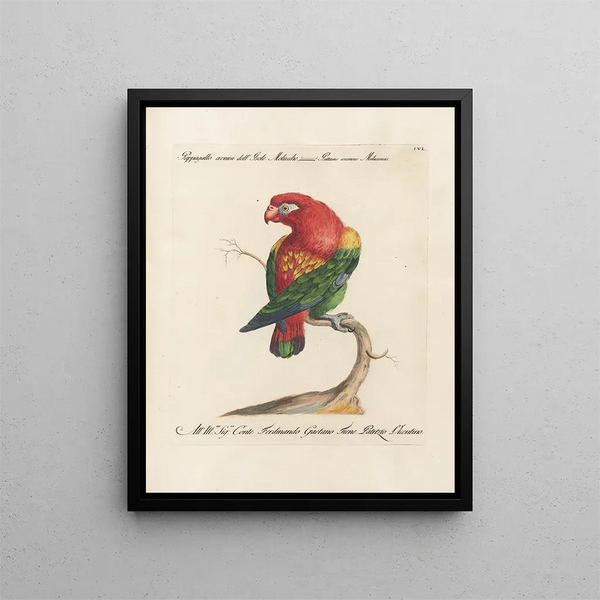 L'ornithologie metodicamente digerita Pl106 - Saverio Manetti — quadro incorniciato alla parete
