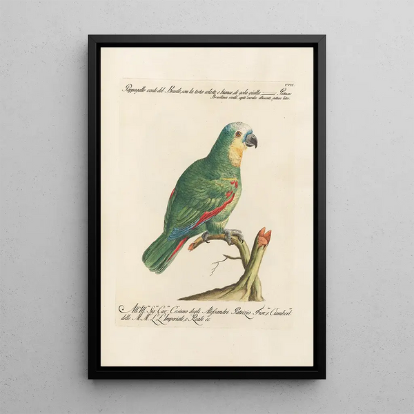 Ornithologie metodicamente disposto Pl107 - Saverio Manetti — quadro incorniciato alla parete