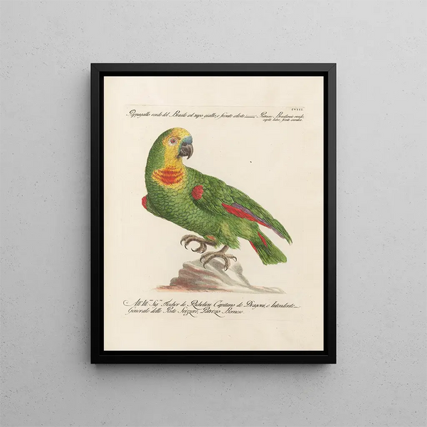 Ornithologie metodicamente digerito Pl108 - Saverio Manetti — quadro incorniciato alla parete