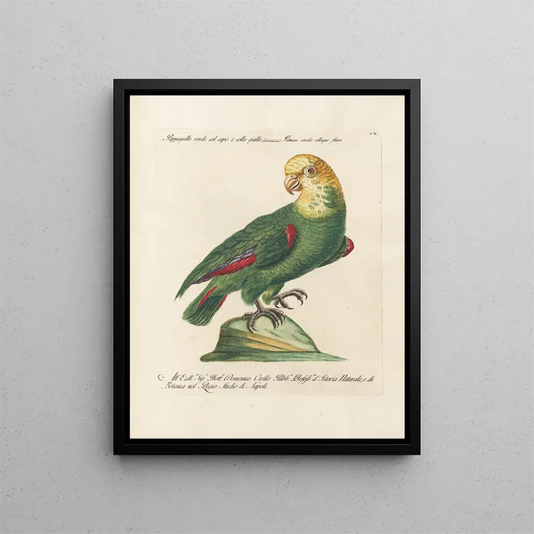 Ornithologie metodicamente digerito Pl110 - Saverio Manetti — quadro incorniciato alla parete