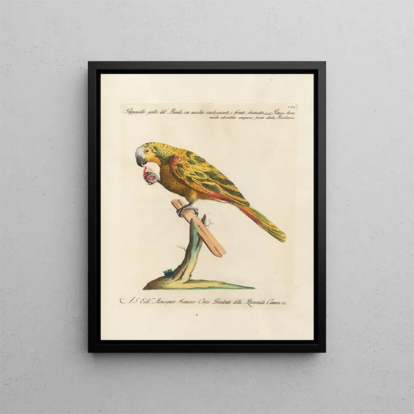 L'ornithologie metodicamente digerita Pl111 - Saverio Manetti — quadro incorniciato alla parete