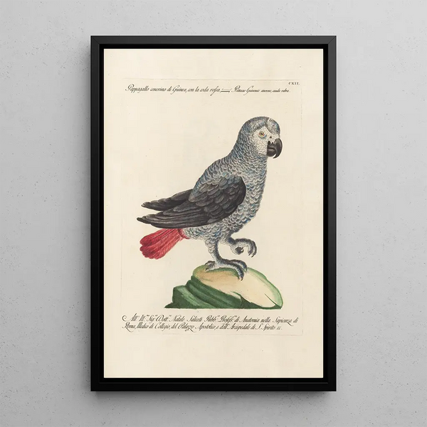 Ornithologie metodicamente disposto Pl112 - Saverio Manetti — quadro incorniciato alla parete