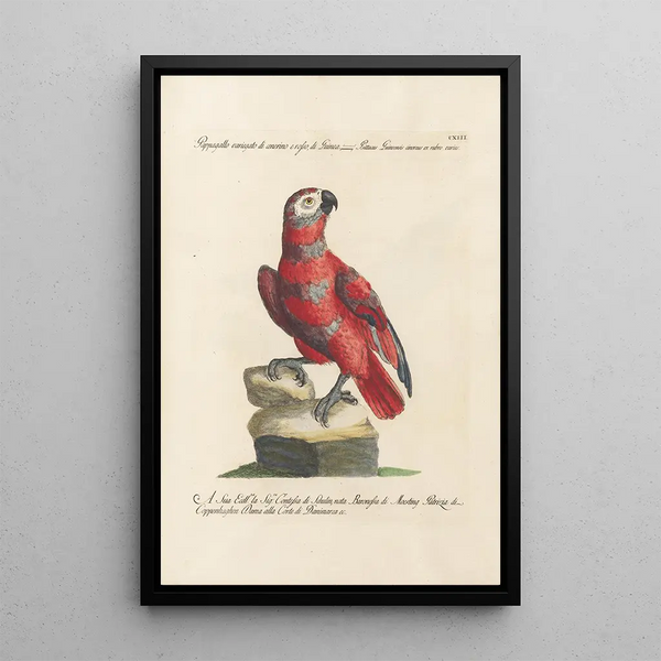 Ornithologie metodicamente disposto Pl113 - Saverio Manetti — quadro incorniciato alla parete