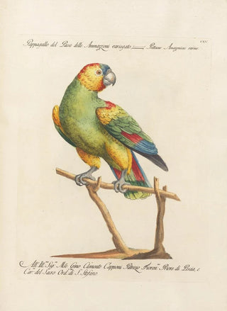 Saverio Manetti - Ornithologia methodice digesta Pl115.webp