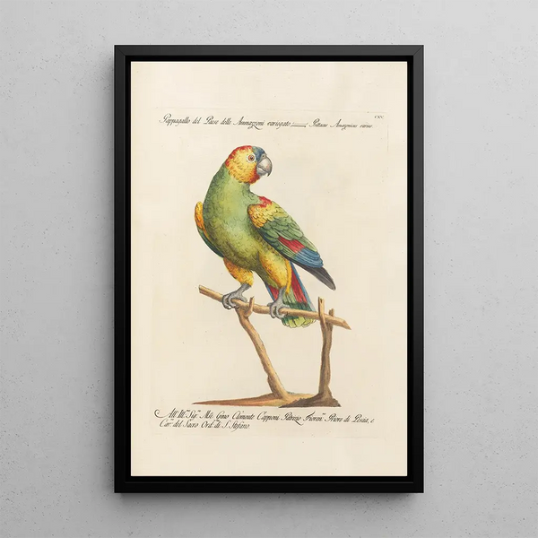 Ornithologie metodicamente disposto Pl115 - Saverio Manetti — quadro incorniciato alla parete