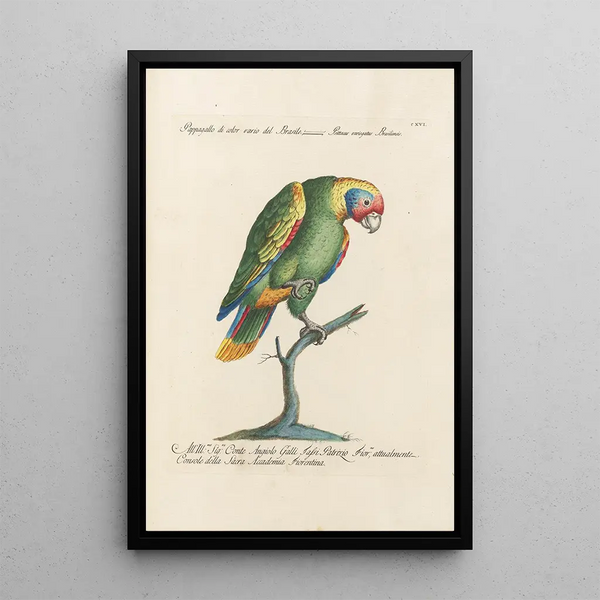 Ornithologie méthodiquement disposée Pl116 - Saverio Manetti — quadro incorniciato alla parete