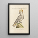 Ornithologie metodicamente disposto Pl117 - Saverio Manetti — quadro incorniciato alla parete