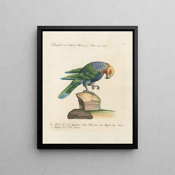 Ornithologie metodicamente digerito Pl120 - Saverio Manetti — quadro incorniciato alla parete