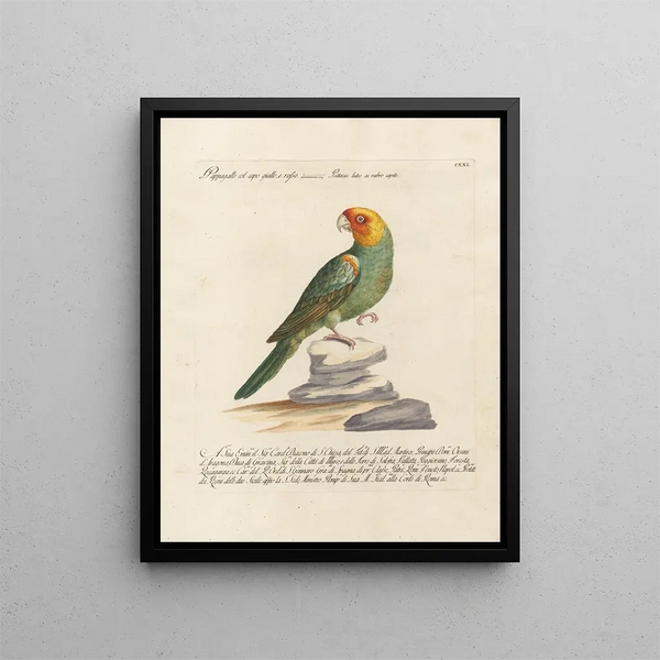 Saverio Manetti - Ornithologia methodice digesta Pl121.webp