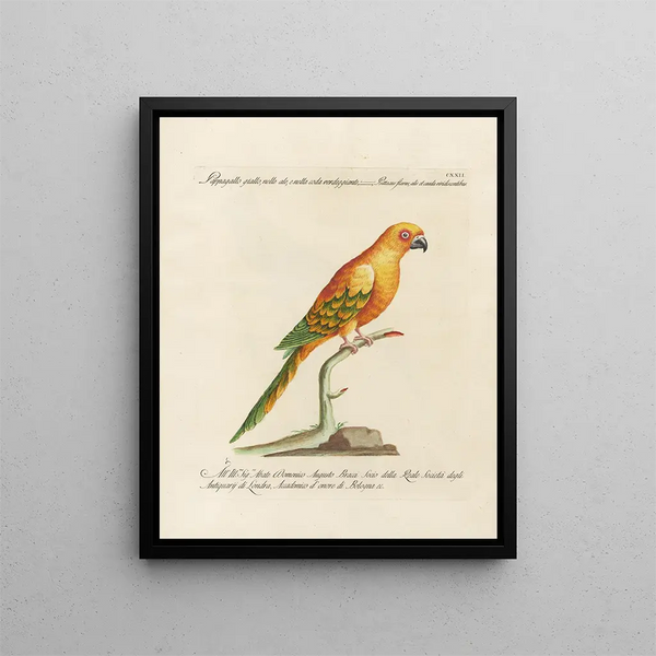 L'ornithologia metodicamente digerita Pl122 - Saverio Manetti — quadro incorniciato alla parete