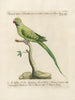 L'ornithologie metodicamente digerita Pl123 - Saverio Manetti — vista dell’opera