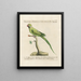 L'ornithologie metodicamente digerita Pl123 - Saverio Manetti — quadro incorniciato alla parete