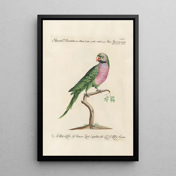 Ornithologie metodicamente disposto Pl124 - Saverio Manetti — quadro incorniciato alla parete