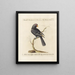 Ornithologie metodicamente digerito Pl125 - Saverio Manetti — quadro incorniciato alla parete