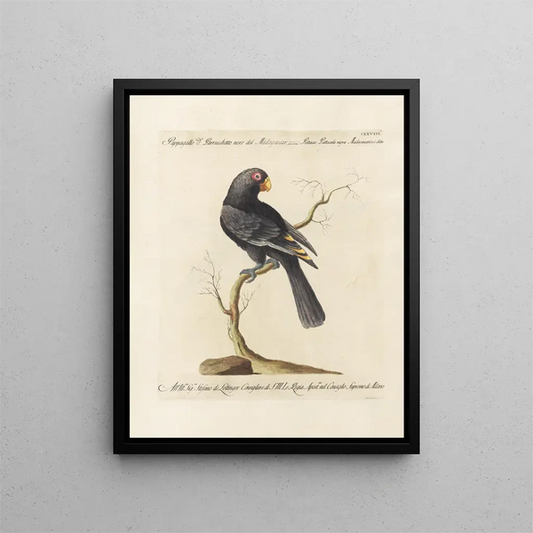 Ornithologie metodicamente digerito Pl125 - Saverio Manetti — quadro incorniciato alla parete