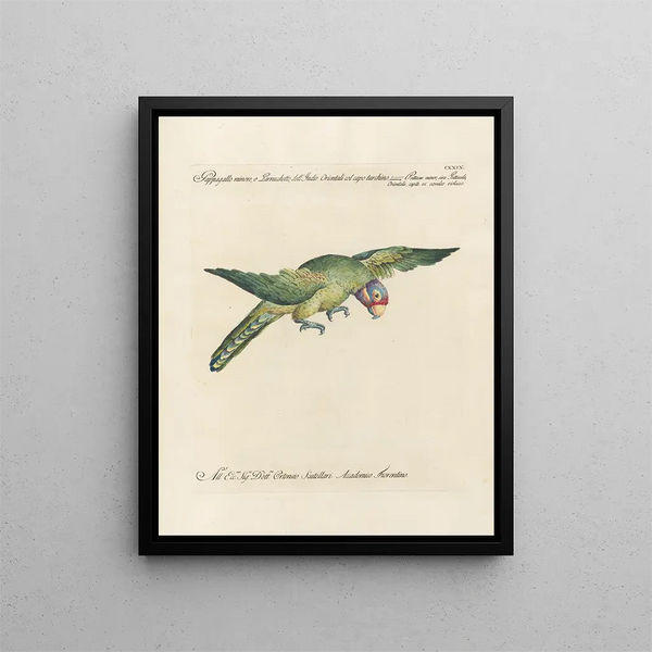 Saverio Manetti - Ornithologia methodice digesta Pl126.webp