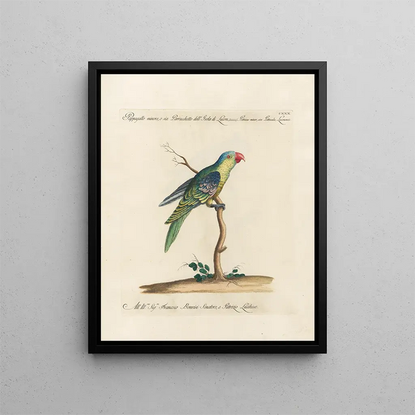 Ornithologie metodicamente digerito Pl127 - Saverio Manetti — quadro incorniciato alla parete